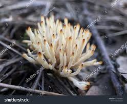 Attēlu rezultāti vaicājumam “Tremellodendropsis tuberosa”