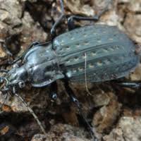 Attēlu rezultāti vaicājumam “Carabus clathratus”