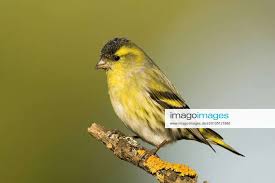 Attēlu rezultāti vaicājumam “Carduelis spinus male”