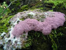 Attēlu rezultāti vaicājumam “Fuligo septica var. rosea”