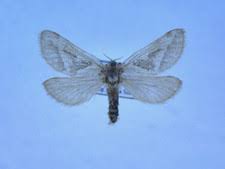 Attēlu rezultāti vaicājumam “Hepialidae”