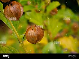 Attēlu rezultāti vaicājumam “Nicandra physalodes fruit”