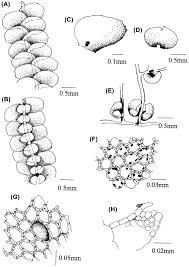 Attēlu rezultāti vaicājumam “Jungermannia hyalina cells”