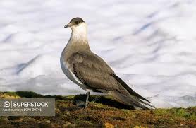 Attēlu rezultāti vaicājumam “Stercorarius parasiticus adult”