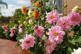 Image result for Dahlia x pinnata `Decorative Giants`