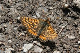 Attēlu rezultāti vaicājumam “Euphydrias aurinia”