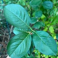 Attēlu rezultāti vaicājumam “Aronia melanocarpa leaf”