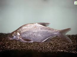 Image result for Abramis brama