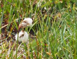 Attēlu rezultāti vaicājumam “Eriophorum angustifolium fruit”