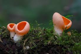 Attēlu rezultāti vaicājumam “Sarcoscypha austriaca”