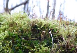 Attēlu rezultāti vaicājumam “Encalypta streptocarpa sporophyte”