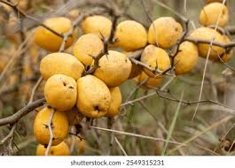 Attēlu rezultāti vaicājumam “Torilis japonica fruit”