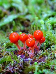 Attēlu rezultāti vaicājumam “Hemitrichia calyculata”