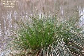 Attēlu rezultāti vaicājumam “Carex paniculata”