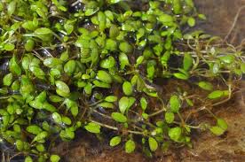 Attēlu rezultāti vaicājumam “Elatine hydropiper”