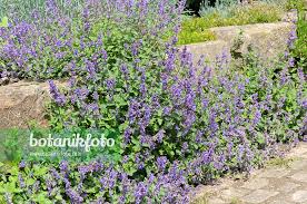 Attēlu rezultāti vaicājumam “Nepeta x faassenii leaf”