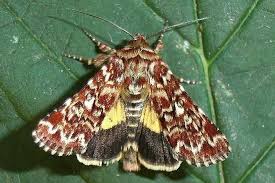 Attēlu rezultāti vaicājumam “Anarta myrtilli larva”