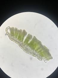 Attēlu rezultāti vaicājumam “Pogonatum dentatum”