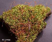 Attēlu rezultāti vaicājumam “Hypnum pallescens”