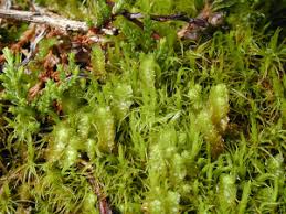 Attēlu rezultāti vaicājumam “Barbilophozia lycopodioides macro”