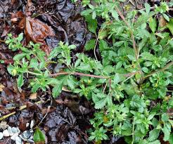 Attēlu rezultāti vaicājumam “Potentilla norvegica leaf”