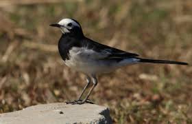 Image result for Motacilla alba