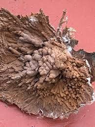 Attēlu rezultāti vaicājumam “Sporophagomyces chrysostomus”