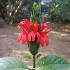 Attēlu rezultāti vaicājumam “Betula nana male flower”