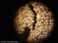 Attēlu rezultāti vaicājumam “Diderma spumarioides”