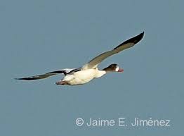 Attēlu rezultāti vaicājumam “Cygnus olor juvenile”