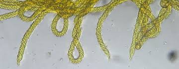 Attēlu rezultāti vaicājumam “Diderma hemisphaericum young”