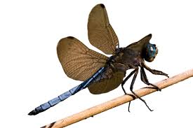 Attēlu rezultāti vaicājumam “Brachytron pratense”