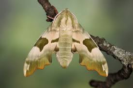 Attēlu rezultāti vaicājumam “Mimas tiliae”