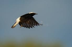 Image result for Oenanthe leucopyga