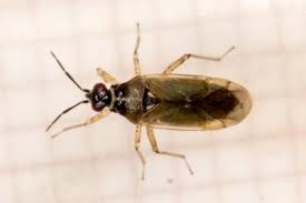 Attēlu rezultāti vaicājumam “Dryophilocoris flavoquadrimaculatus imago”