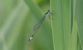 Attēlu rezultāti vaicājumam “Aeshna juncea male”