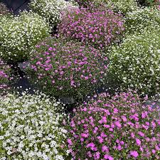 Attēlu rezultāti vaicājumam “Gypsophila muralis fruit”