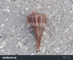 Image result for Sinistrofulgur perversum