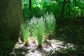 Attēlu rezultāti vaicājumam “Poa nemoralis leaf”