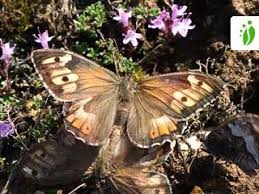 Attēlu rezultāti vaicājumam “Hipparchia semele”