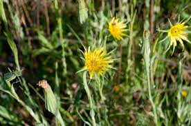 Attēlu rezultāti vaicājumam “Didymium xanthopus stalked”