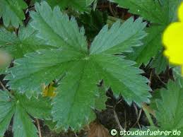 Attēlu rezultāti vaicājumam “Potentilla arenaria leaf”