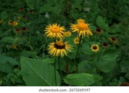 Attēlu rezultāti vaicājumam “Telekia speciosa flower”