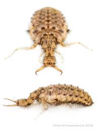 Attēlu rezultāti vaicājumam “Myrmeleontidae larva”