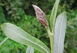 Attēlu rezultāti vaicājumam “Rabdophaga heterobia”