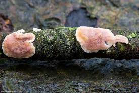 Attēlu rezultāti vaicājumam “Aleurodiscus amorphus”