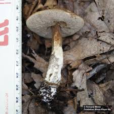 Attēlu rezultāti vaicājumam “Leccinum melaneum”