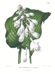 Attēlu rezultāti vaicājumam “Hosta sp. flower”