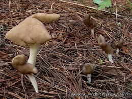 Attēlu rezultāti vaicājumam “Helvella elastica”