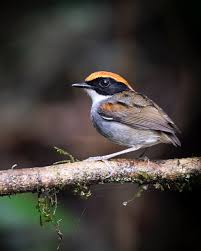 Attēlu rezultāti vaicājumam “Bayeriola thymicola”